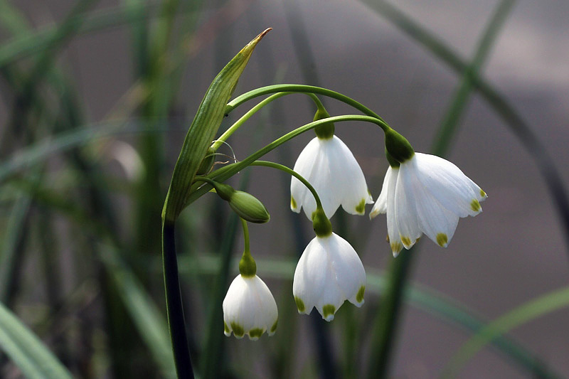 Leucojum aestivum L. subsp. aestivum